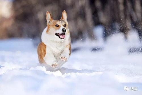 雪可爱爆料陈死狗视频下载,下载背后的真相与争议 第2张 雪可爱爆料陈死狗视频下载,下载背后的真相与争议 第2张